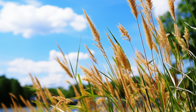 Meadow Stock Photo