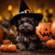 MidJourney Prompts Cute Halloween Animals Commercial Images