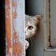 Midjourney Prompt for Funny Animals Peeking Around Doors
