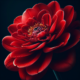 Red flower