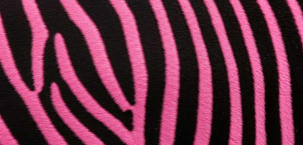 Pink Zebra