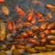 Goldfish crowded